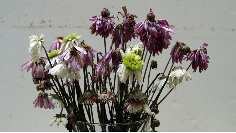 Kiêng treo đồ vật cũ, héo úa