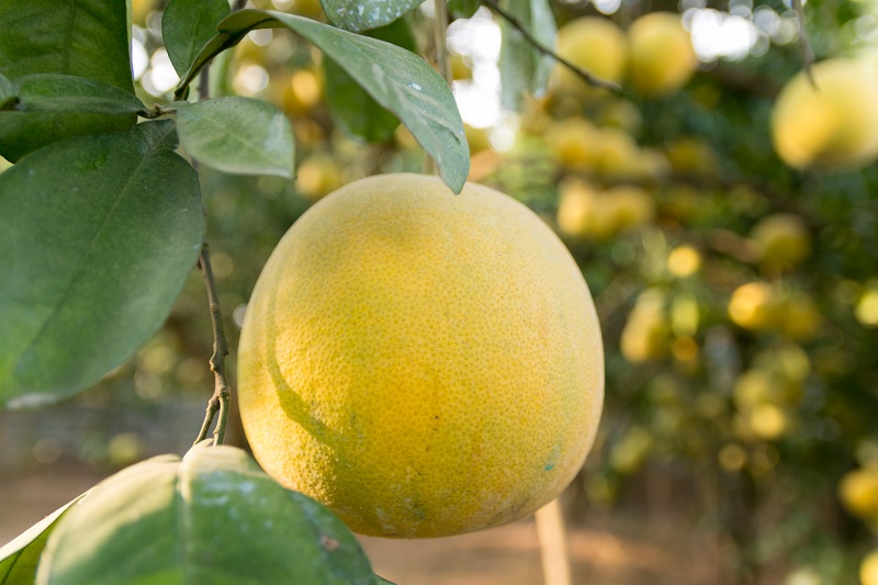 Bưởi tượng trưng cho hành Thổ trong ngũ hành