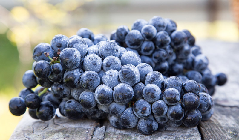 Quả nho đen đại diện cho hành Thủy