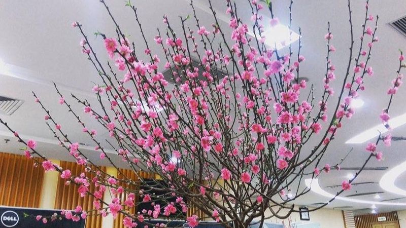 Trang trí Tết văn phòng với hoa đào