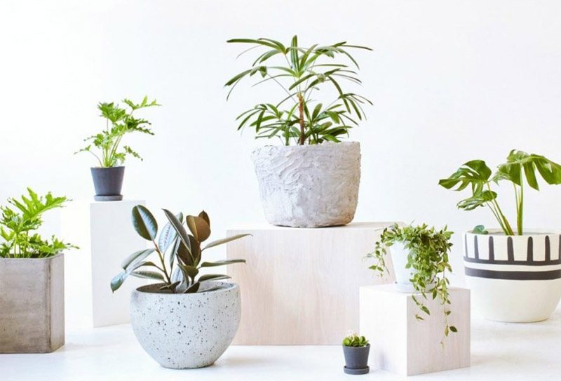 Tặng Cây cảnh mini cho sếp nữ