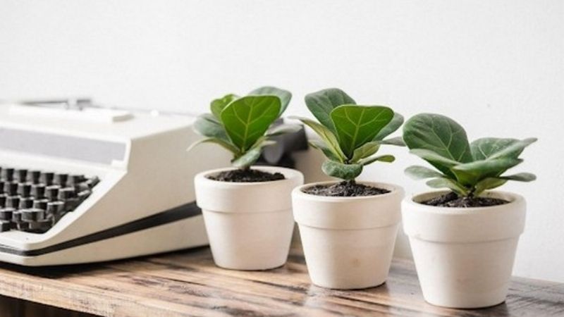 Tặng sếp chậu cây dưới 1 triệu