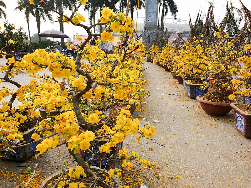 mai vàng ngày Tết ở miền Nam