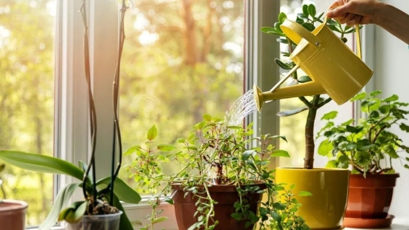 Mùng 1 Nên Làm Gì Để Cả Năm May Mắn và Thuận Lợi? 31 Tưới nước cho chậu hoa ngày mùng 1