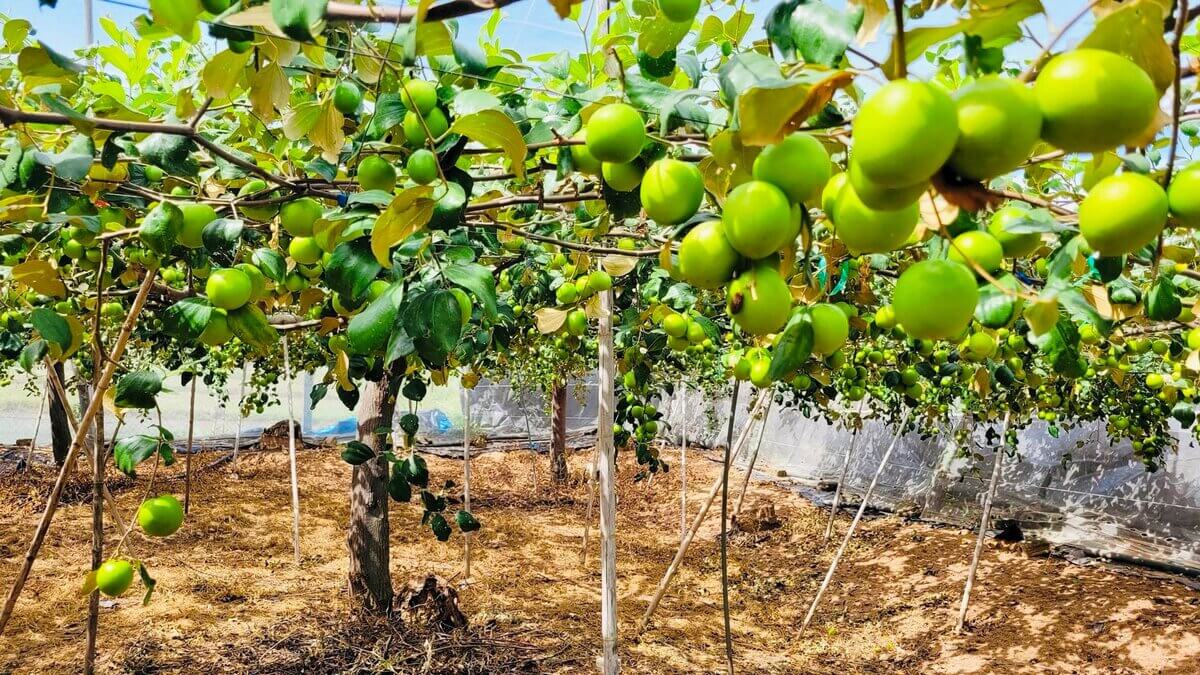 Top 20+ món Quà Tết đặc sản 3 miền: Bắc - Trung - Nam 69 Táo xanh Ninh Thuận