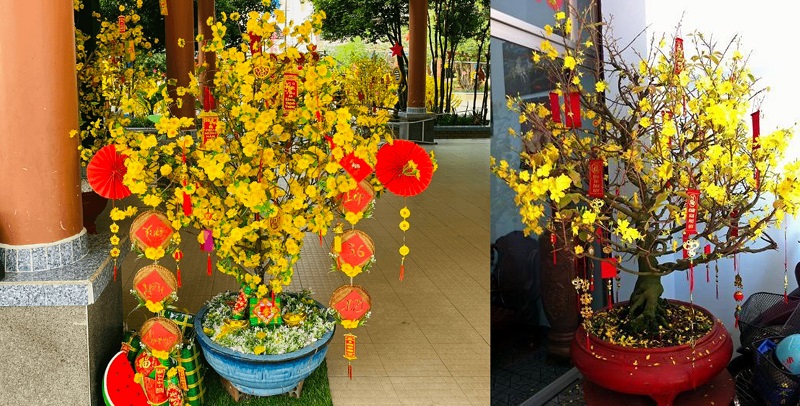 trang trí nhà ngày Tết bằng hoa mai