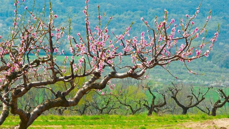 Cây đào ngày Tết