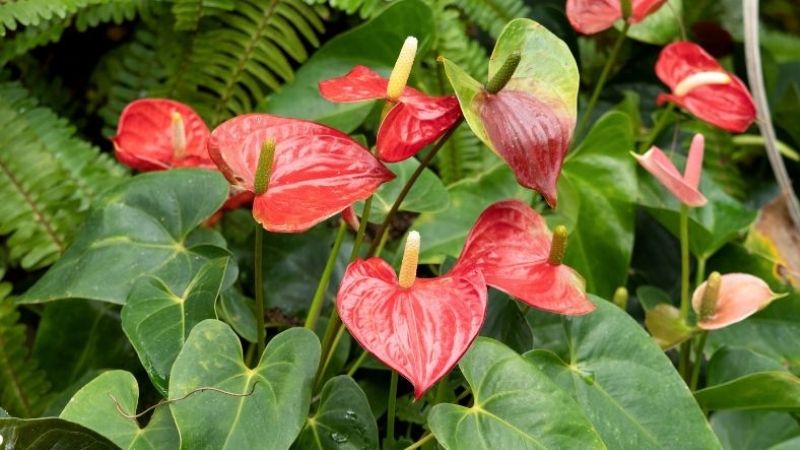 Cây hồng môn cây nagyf Tết