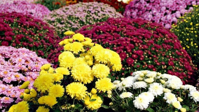 chưng hoa cúc ngày Tết