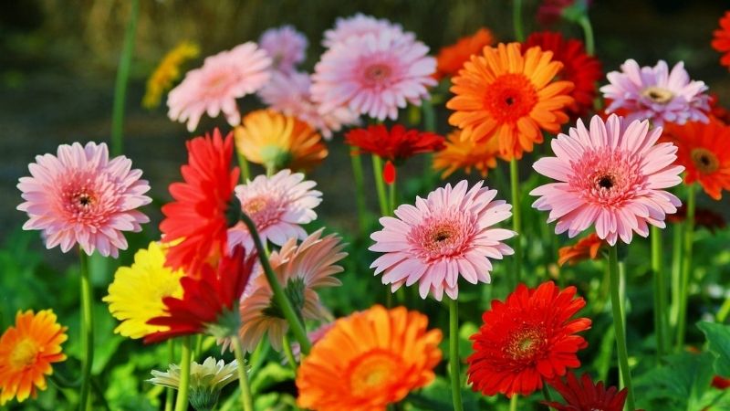 Hoa đồng tiền ngày Tết