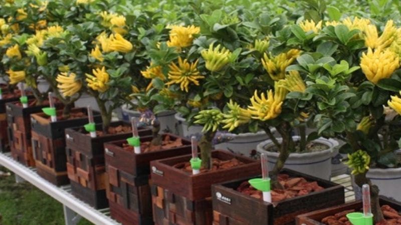 Cây phật thủ chưng Tết