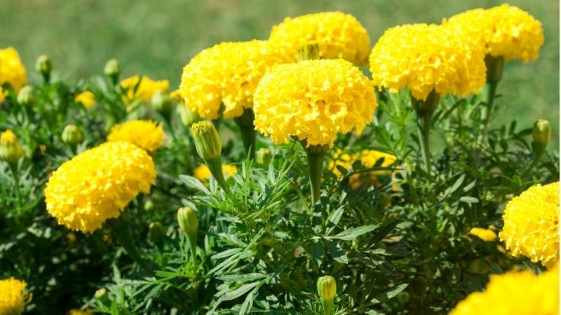 Chưng Tết với hoa vạn thọ