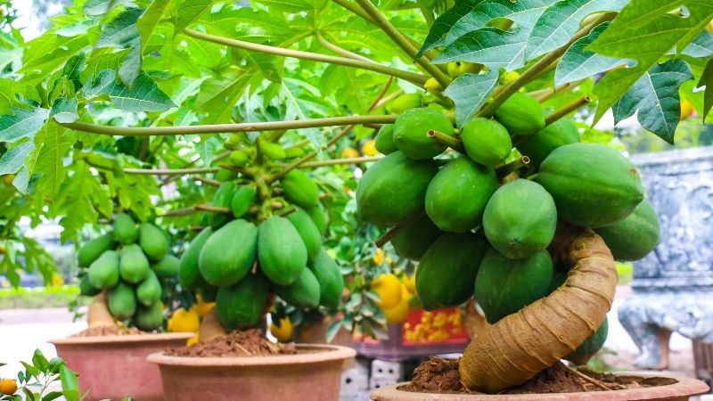 Cây đu đủ chưng ngày Tết