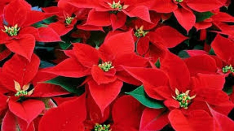 Hoa Tết với trạng nguyên