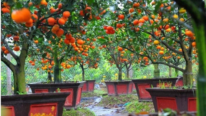 Cây cam bonsai cây cảnh Tết