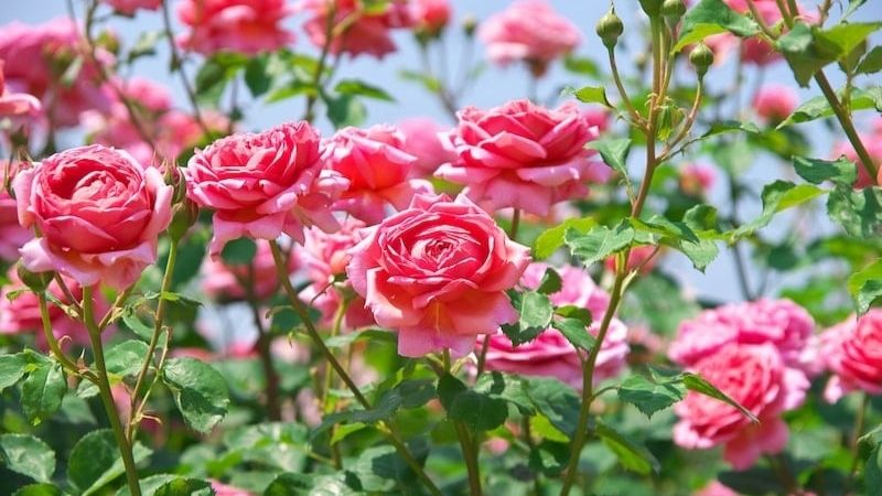 Hoa hồng ngày Tết