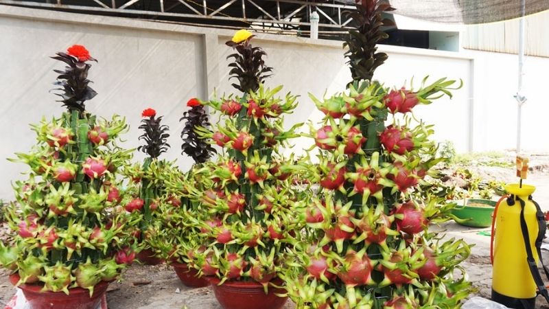 Cây Tết với thanh long kiểng