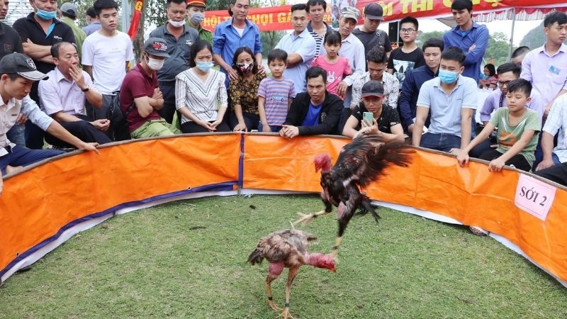 Chọi gà trò chơi ngày Tết miền Trung