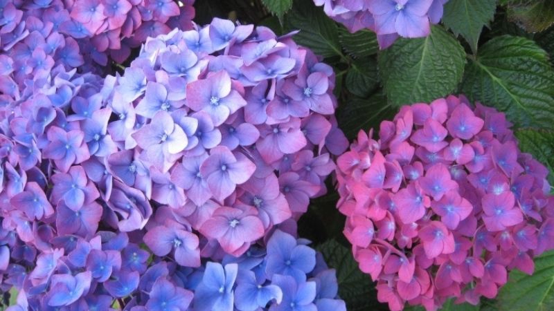 chưng Tết với hoa cẩm tú cầu