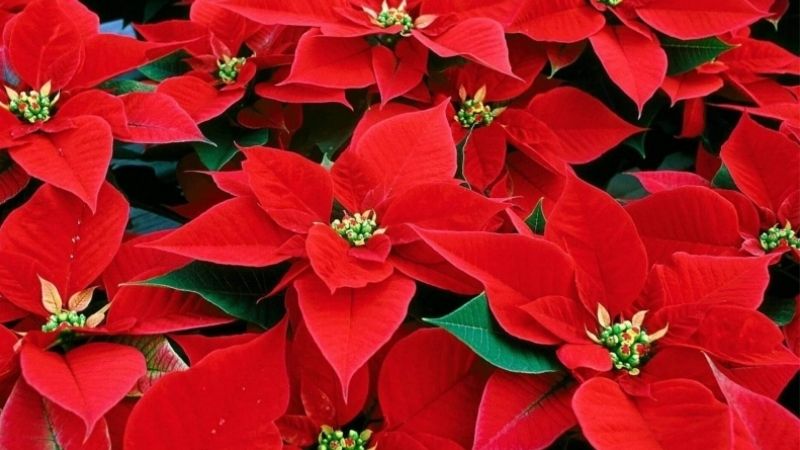 Cây Tết với hoa trạng nguyên