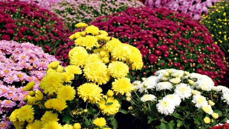 Chưng Tết với hoa cúc