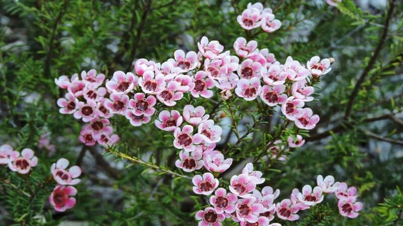 Hoa Tết với thanh liễu