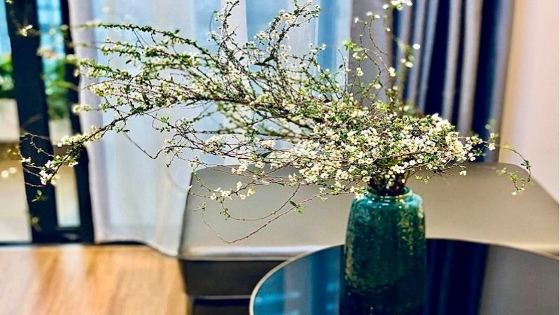 Chưng Tết với hoa tuyết mai