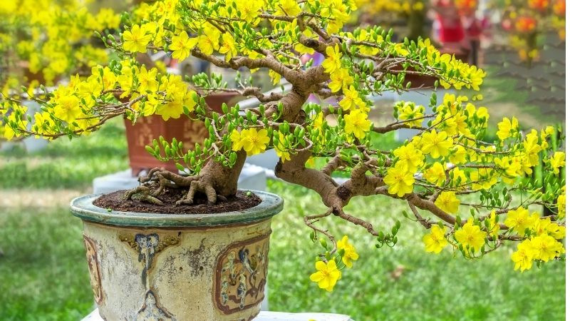 Cây mai là cây Tết