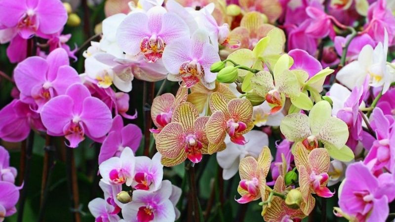 Hoa chưng Tết với hoa lan