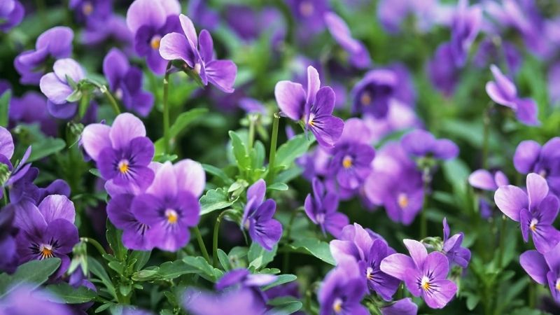 trang trí Tết với hoa violet