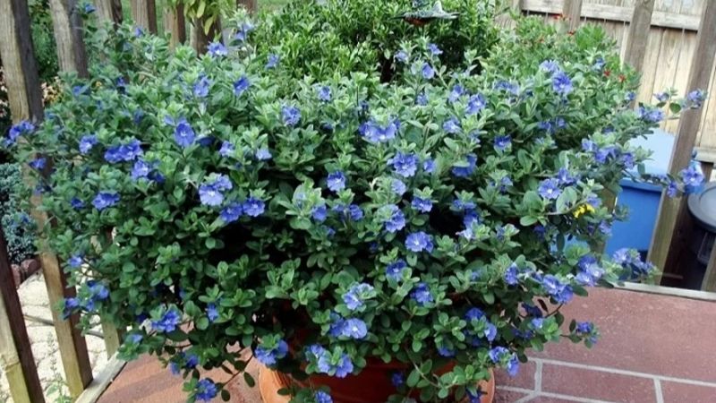 Hoa Tết với hoa thanh tú