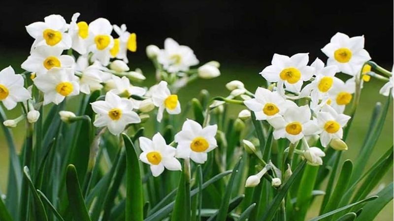 chưng Tết với hoa thủy tiên