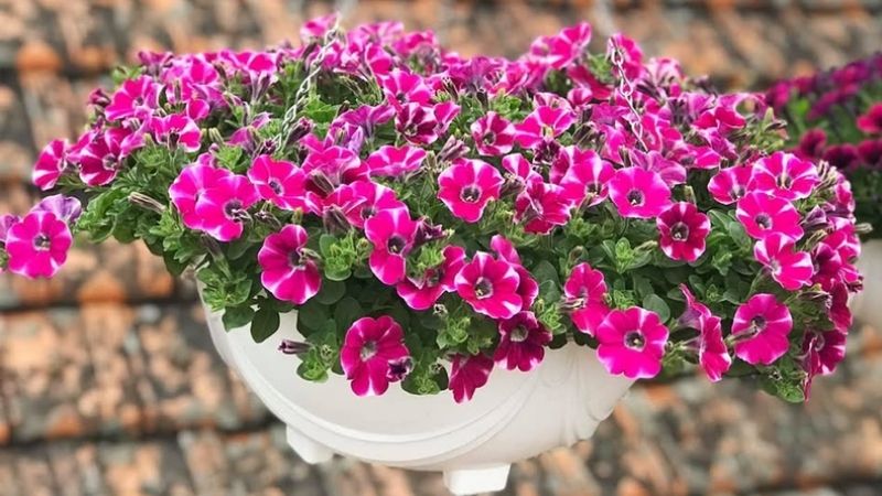 Hoa dạ yến thảo