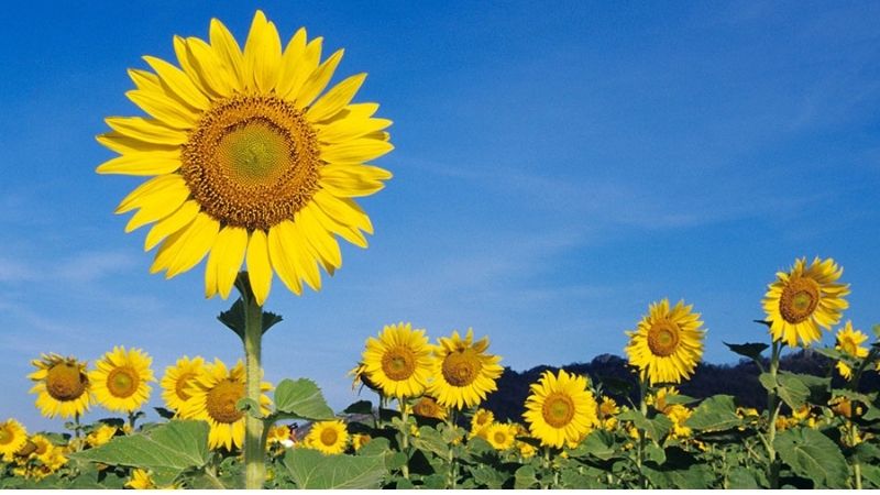 Hoa hướng dương lạc quan rực rỡ ngày Tết