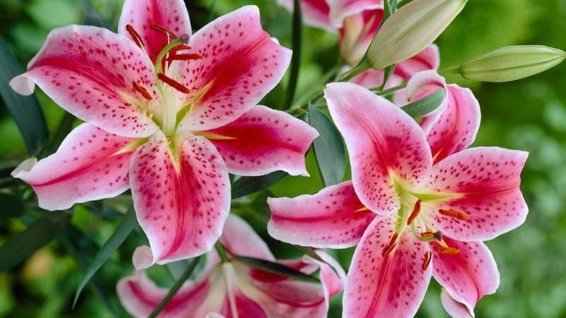 Chưng Tết với hoa ly