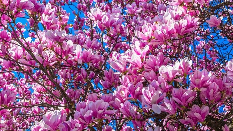 Hoa mộc lan của Trung Quốc