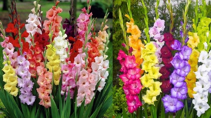 Hoa lay ơn chưng Tết