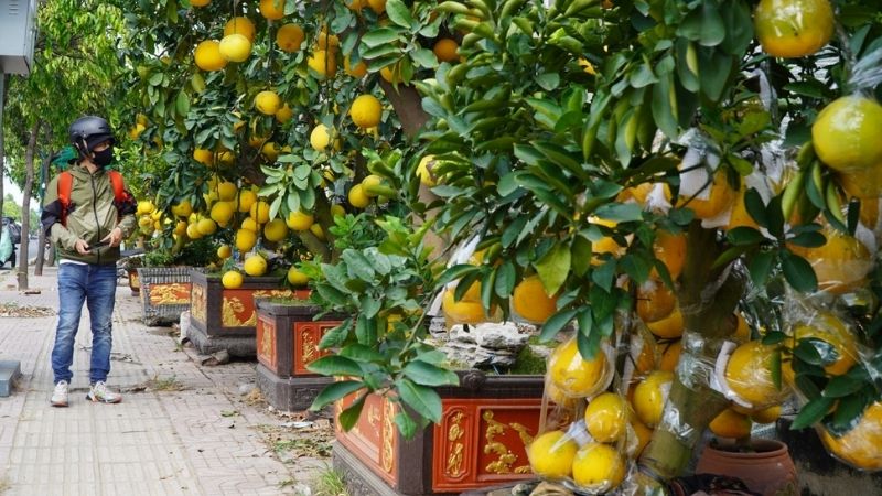 Hình ảnh cây quất ngày Tết