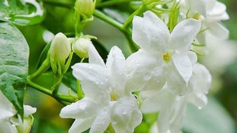 Hoa lài của Ấn Độ