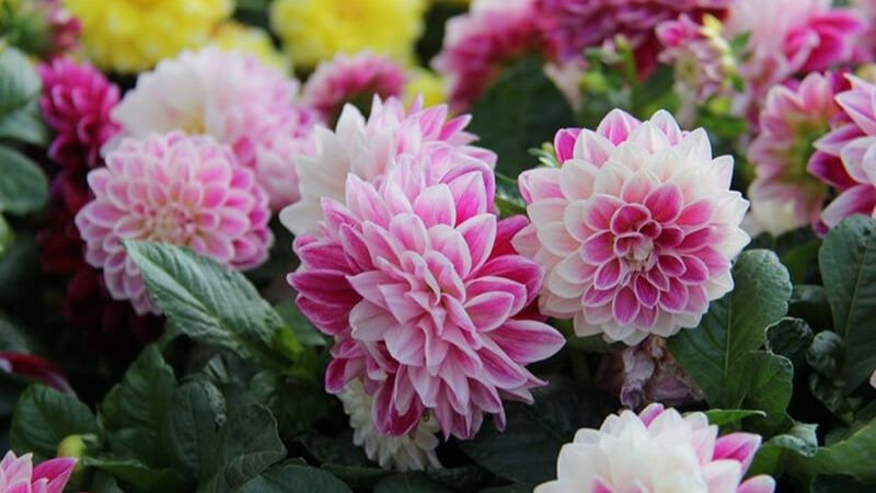 Chưng Tết với hoa thược dược