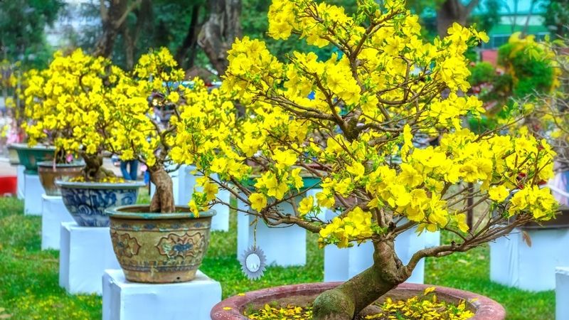 Hình ảnh hoa mai Tết