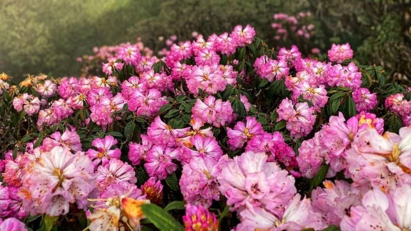 Hoa đỗ quyên của quốc gia Himalaya