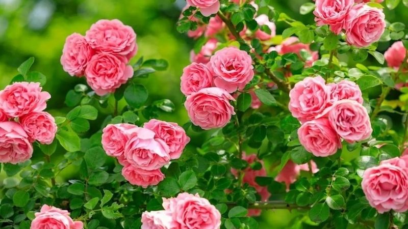 Hoa hồng trưng Tết