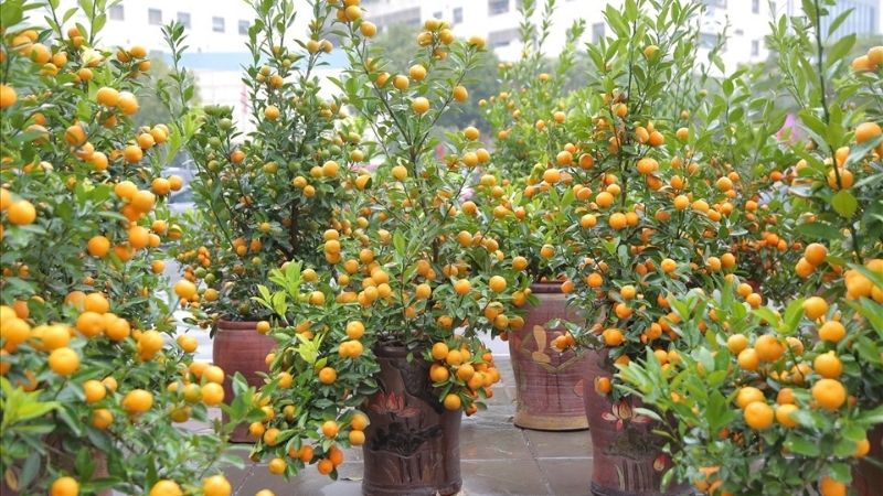 cây chơi tết với cây quất