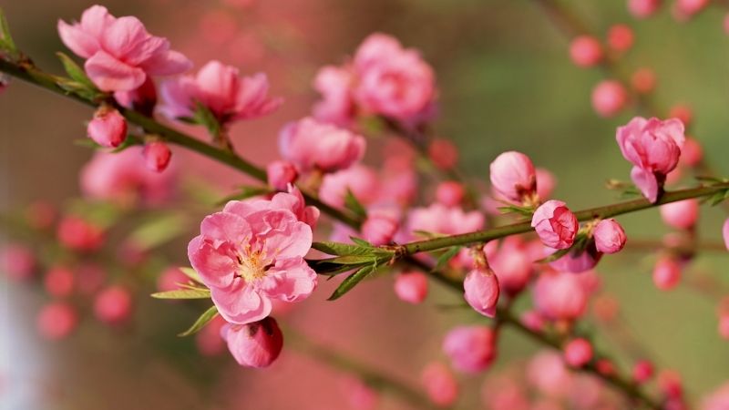 Hoa đào ngày Tết