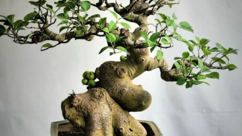 cây cảnh ngày tết với cây sung