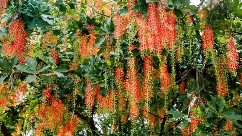 Cây cảnh Tết với lộc vừng