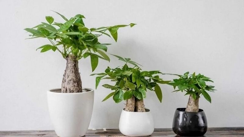 Cây kim ngân chưng Tết