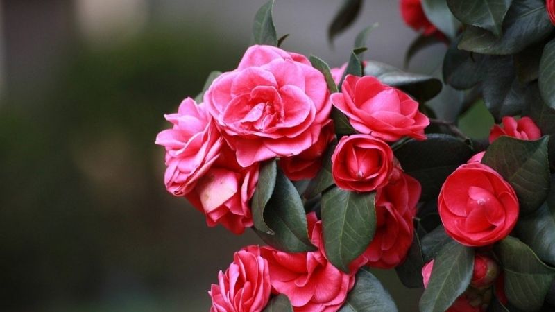 trang trí hoa Tết với hải đường