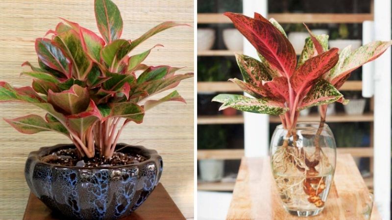 Cây Tết với cây phú quý